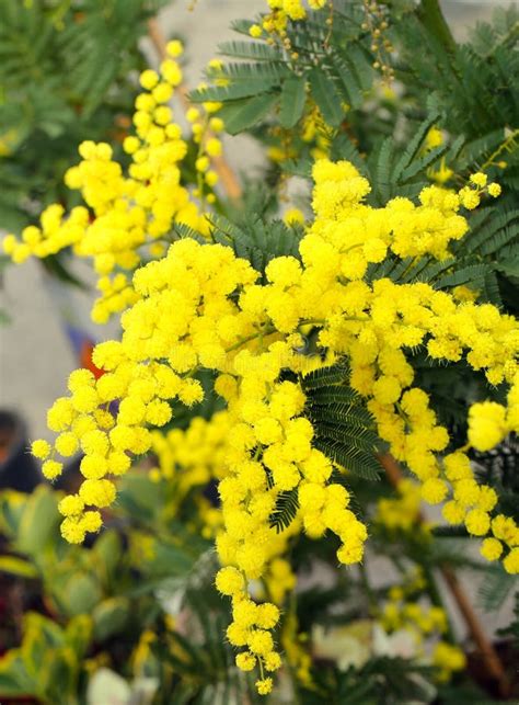 Background Of Beauty Yellow Mimosa Flowers On The Plant Stock Image