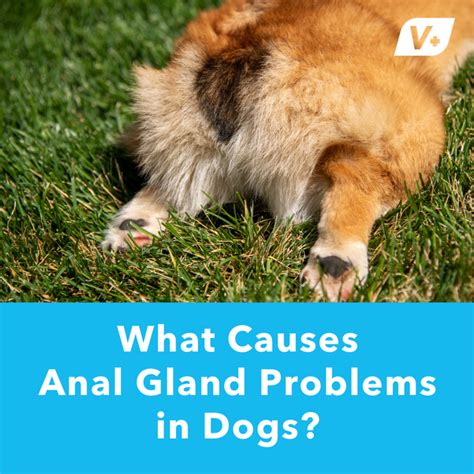 How Much Does Anal Gland Dosease Treatment In Cats Cost
