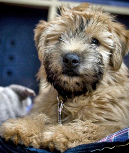 images  wheaten terriers  pinterest coats irish   dog