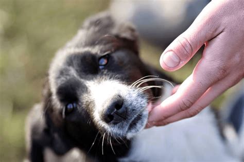 El Perro No Se Deja Acariciar Causas Y Remedios Vida Con Mascotas ️