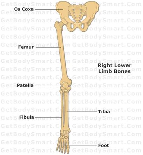 Knee human anatomy function parts conditions treatments. Pictures Of Bones Of The Lower Extremities