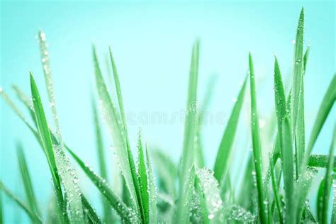 Fresh Green Grass With Droplets After The Rain Background Stock Image