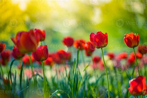 Beautiful Red Tulips Blooming In Tulip Field In Garden With Blurry