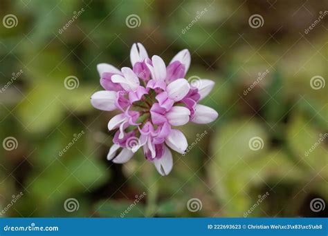 Purple Crown Flowers Stock Image 72798793