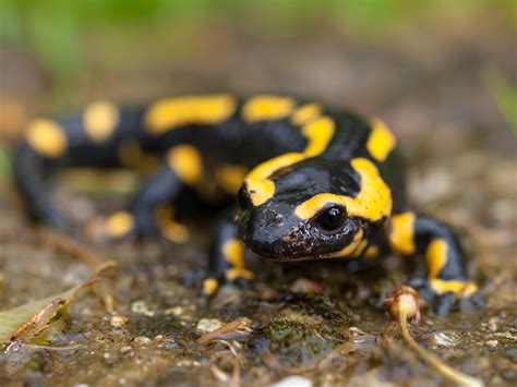 Salamandra Común Vertebrados del Parque Natural de L Alt Pirineu