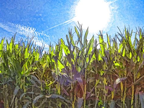 Corn Stalks Free Stock Photo Public Domain Pictures