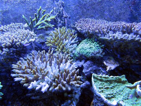 Koralas koralinis rifas povandeniniai tvariniai jūroje grožis
