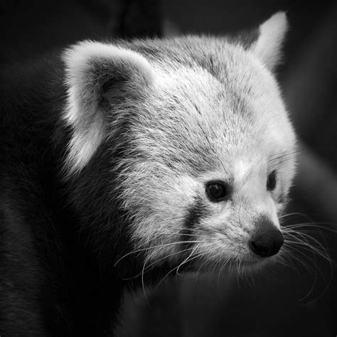Red Panda Photo By Alejandro Merizalde — National Geographic Your Shot