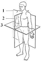 In human biology/ anatomy we have three body position recognized for study purpose. Biomechanics - ProProfs Quiz