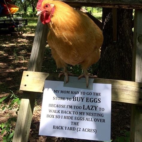 40 Best Chicken Memes Images On Pinterest