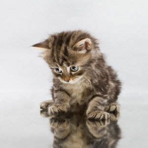 The japanese word for cat is neko with koneko being the word for kitten. 200 Cute Cat Names - Adorable Cat Names | Cat Names City