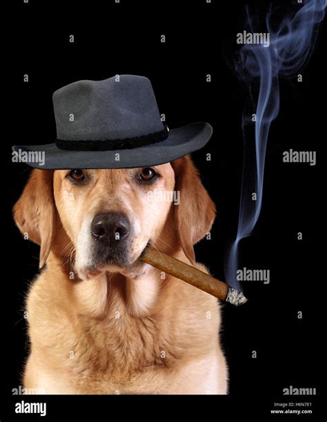 Dog Smoking Cigar Hi Res Stock Photography And Images Alamy