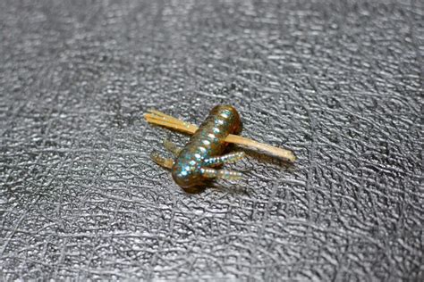 Download 虫系ルアー 虫パターン 総まとめ ワーム編 Images For Free