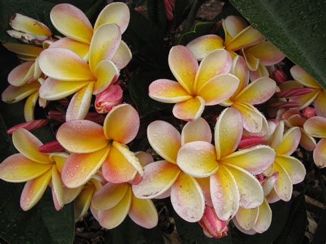 Best Time To See Plumeria Blossom In Hawaii 2024 When To See Roveme