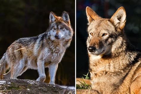Maybe you would like to learn more about one of these? Two Endangered Wolf Species Get Separate and Unequal Treatment | TakePart