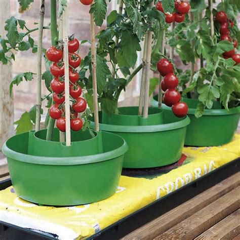 Buy Tomato Grow Pots Or Plant Halos For Low Cost Online
