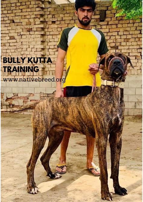 bully kutta dog breed pakistani mastiff native breedorg