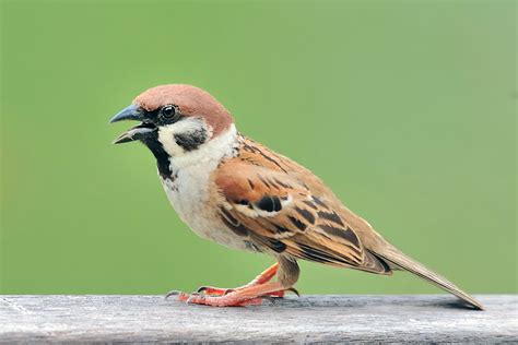 Fileeurasian Tree Sparrow