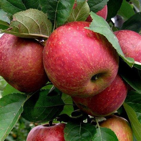 Buy Belle De Boskoop Online Crj Fruit Trees Nursery Uk