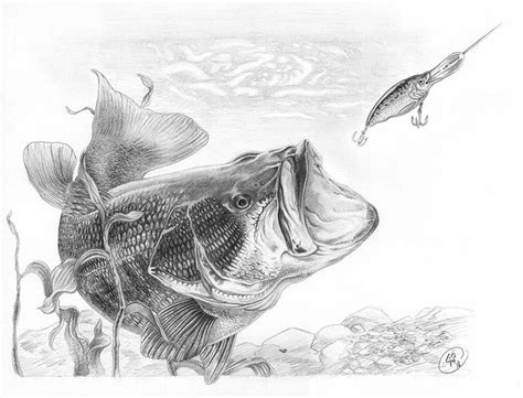 Largemouth Bass Graphite Pencil On Paper 1025 X 15 Actual