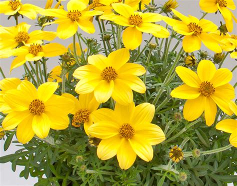 Bidens ferulifolia is a dazzling mexican plant. Selecta One - Sortiment - Beet und Balkonpflanzen - Bidens ...