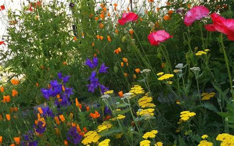 Tips and inspiration to get growing. Cottage Garden Plants for American Gardens | The Garden Glove