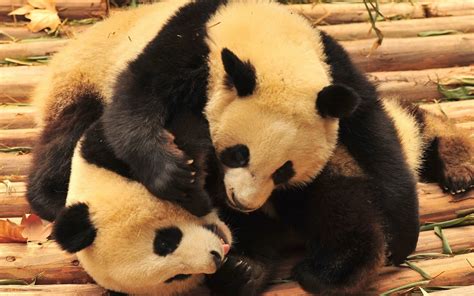 Panda Cute Animals 4k Hd Wallpaper Rare Gallery