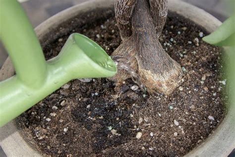 Maybe you would like to learn more about one of these? Care Instructions for a Money Tree Plant | Hunker
