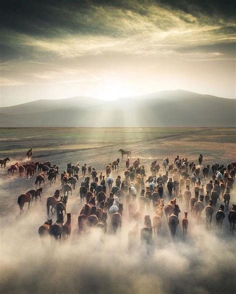Awesomeearthpix Wild Horses In Kayseri Turkey