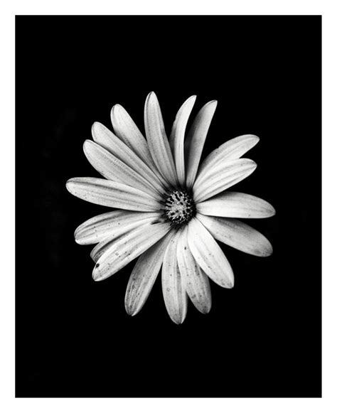Flower Photographs Scratchboard Photographer Photography