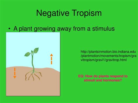 Ppt Plant Responses And Growth Powerpoint Presentation Free Download