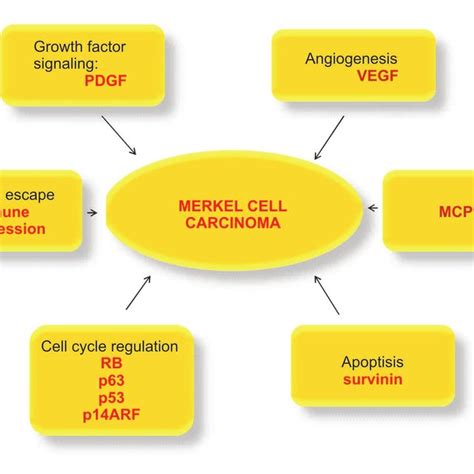 Main Factors Implicated In The Pathogenesis Of Merkel Cell Carcinoma