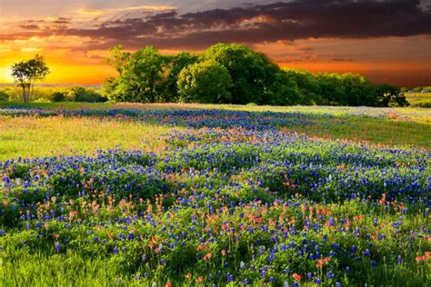 The 2019 Texas Wildflower Season Is The Best Bloom In 10 Years