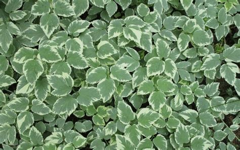21 Fast Growing Ground Covers For Slopes Of All Time