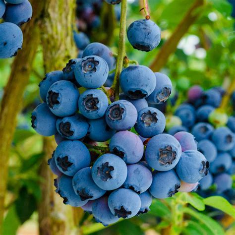 Reka Blueberries Highbush Blueberry Plants From Gurneys