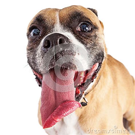 Funny Boxer Dog With Long Tongue Stock Image Image Of Canine
