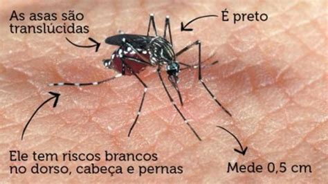 Os Mosquitos S O Atra Dos Para Si Factos Sobre Os Mosquitos Que Deve Saber Dnoticias Pt