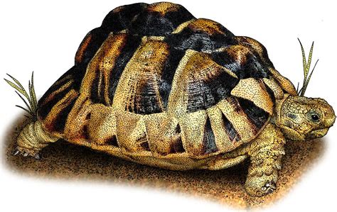 Egyptian Tortoise Photograph By Roger Hall Fine Art America