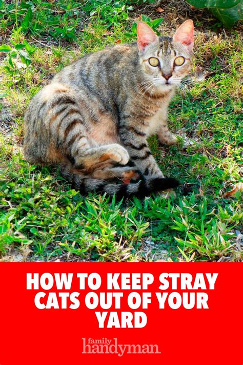 If they have a tendency to bug birds in the. How To Keep Stray Cats Out Of Your Yard