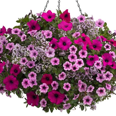 Shop new annuals from proven winners sold and grown by garden crossings. Proven Winners® Boost of Energy Flower Combinations for ...