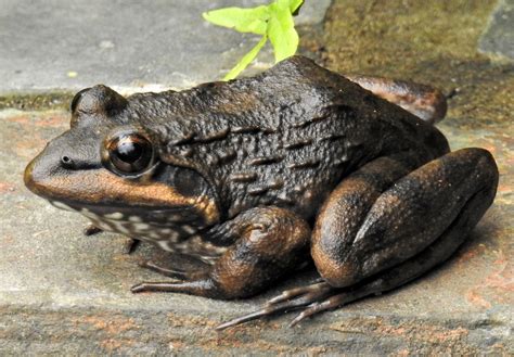Cape River Frog Species Of The Helderberg Basin Area · Inaturalist