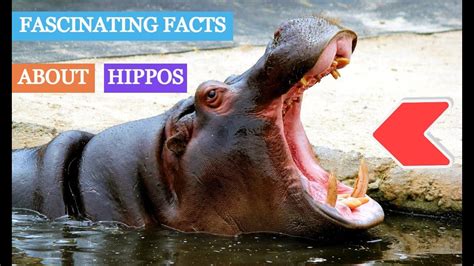 Fascinating Facts About Hippos Hd Youtube
