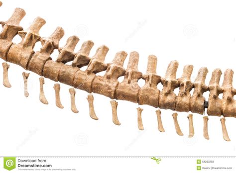 Use eagle eye when at the location on the map and you should see the bone laying. Dinosaur Skeleton, Tyrannosaurus Rex Stock Photo - Image: 51233258