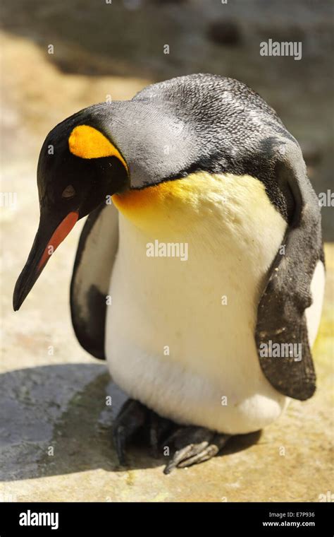 An Emperor Penguin Aptenodytes Forsteri Penguins Inhabit The