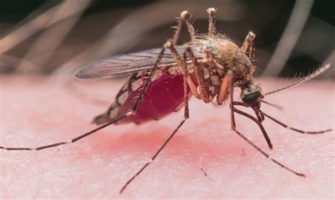 However, the overall experience remains very discomforting and. Dengue fever in travellers: are we missing warning signs ...