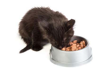 Kittens from large litters should be supplemented with kmr. Weaning: How To Get Your Kittens To Eat On Their Own