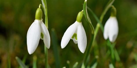 Often what is important is that which we cannot see. snowdrop-festival-2017