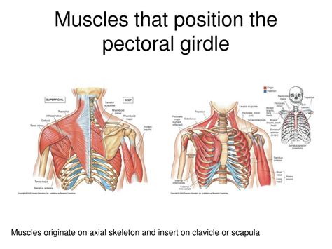 Muscles Of The Pectoral Girdle And Upper Limbs Anatomy