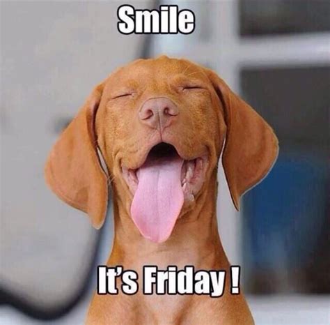 Fridayyyy With Images Friday Dog Funny Friday Memes Friday Humor