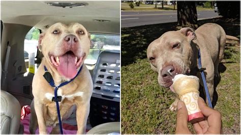 Sad Pitbull Goes On Ice Cream Datethat Big Old Smile Came Out Youtube